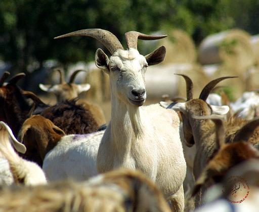 Goat 9L41D-16.JPG